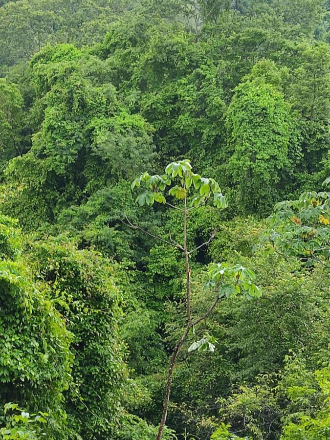 Finca Colibri Ecolodges En Pleine Nature Ferry Playa Najanjo Costa Rica Cabo Blanco Kültér fotó