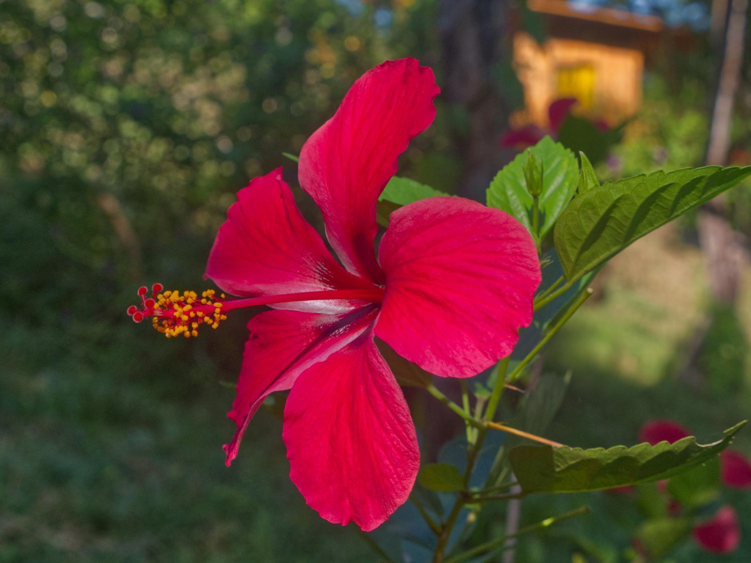 Finca Colibri Ecolodges En Pleine Nature Ferry Playa Najanjo Costa Rica Cabo Blanco Kültér fotó